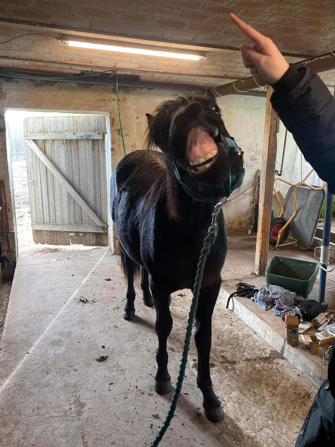 Anden særlig race Kleenex billede 18