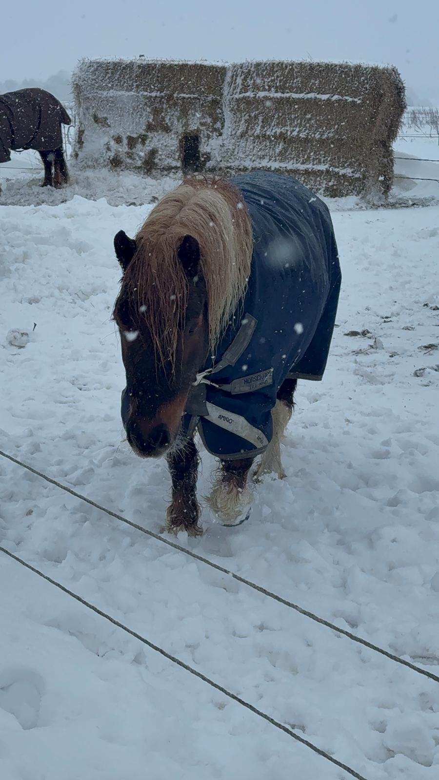 Shetlænder Victoria billede 21