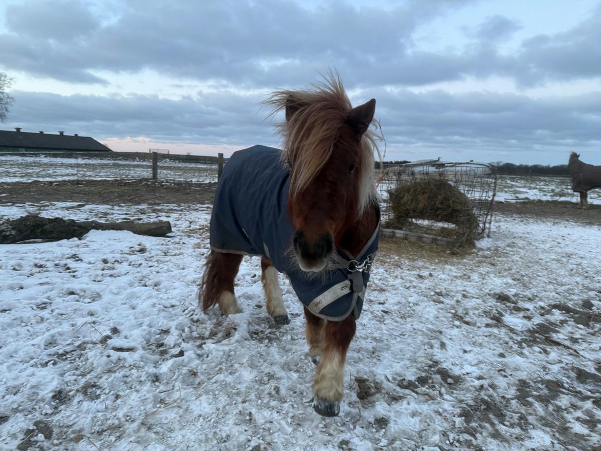 Shetlænder Victoria billede 22