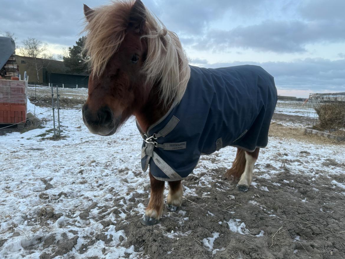 Shetlænder Victoria billede 23