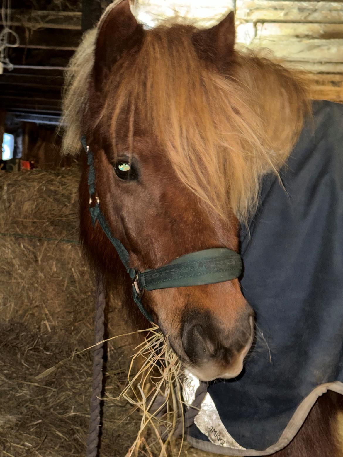 Shetlænder Victoria billede 24