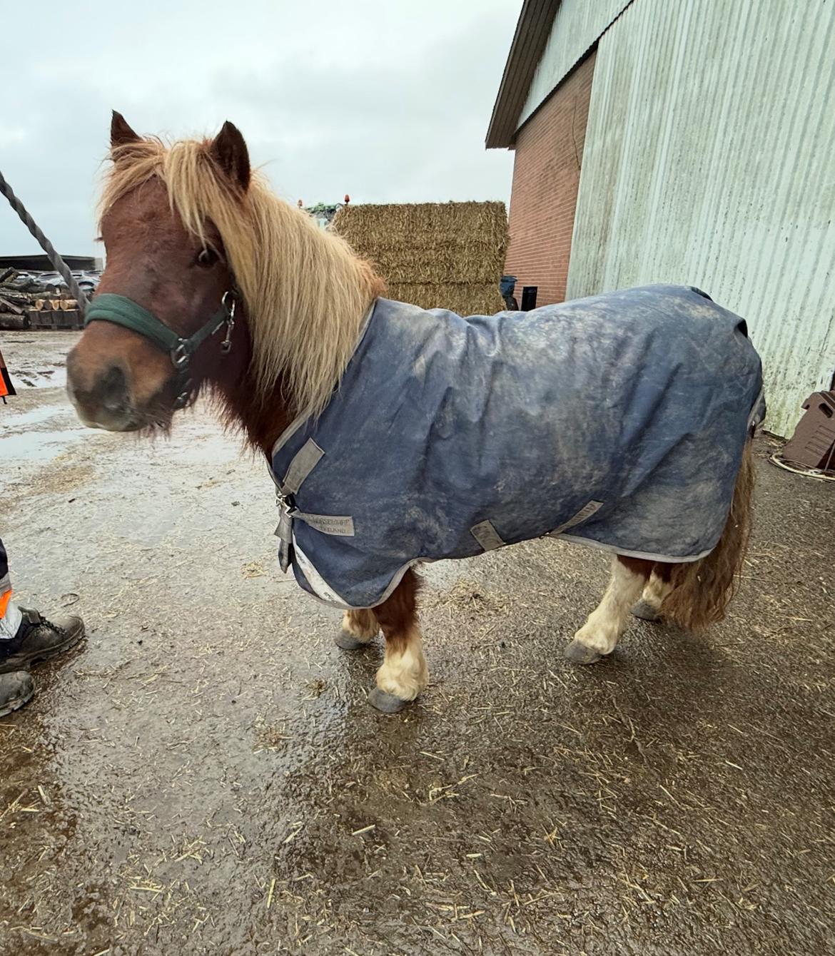 Shetlænder Victoria billede 26