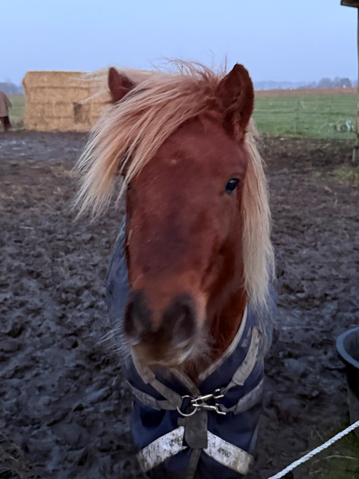 Shetlænder Victoria billede 25