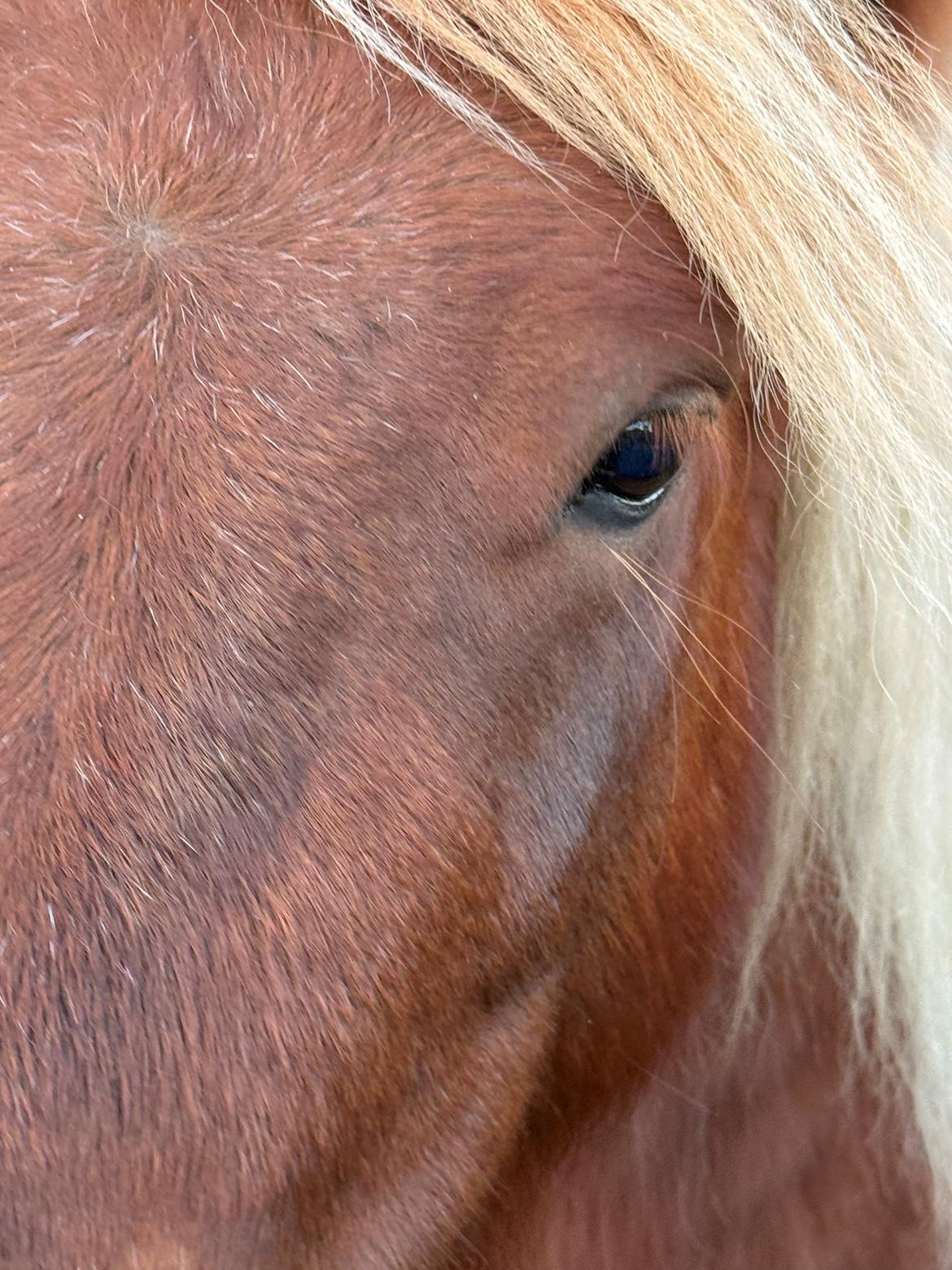 Shetlænder Victoria billede 28