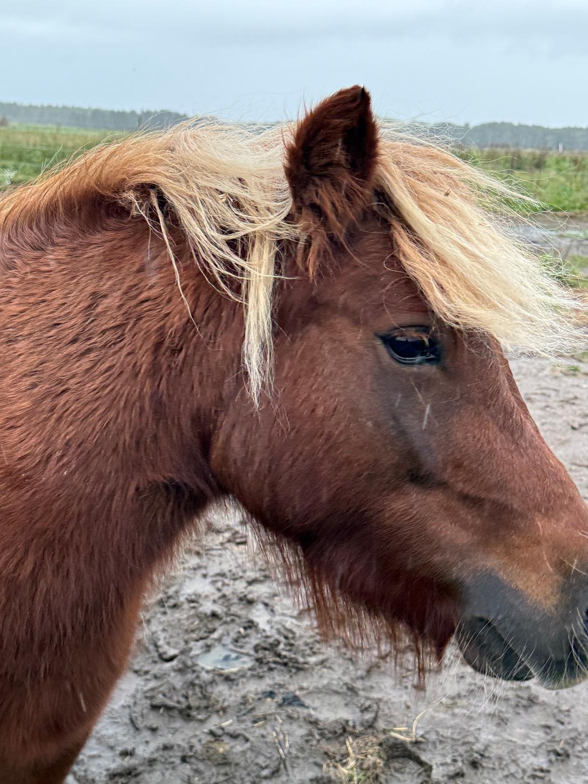 Shetlænder Victoria billede 29