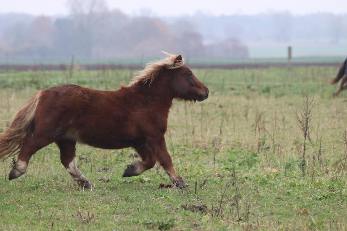 Shetlænder Victoria billede 27