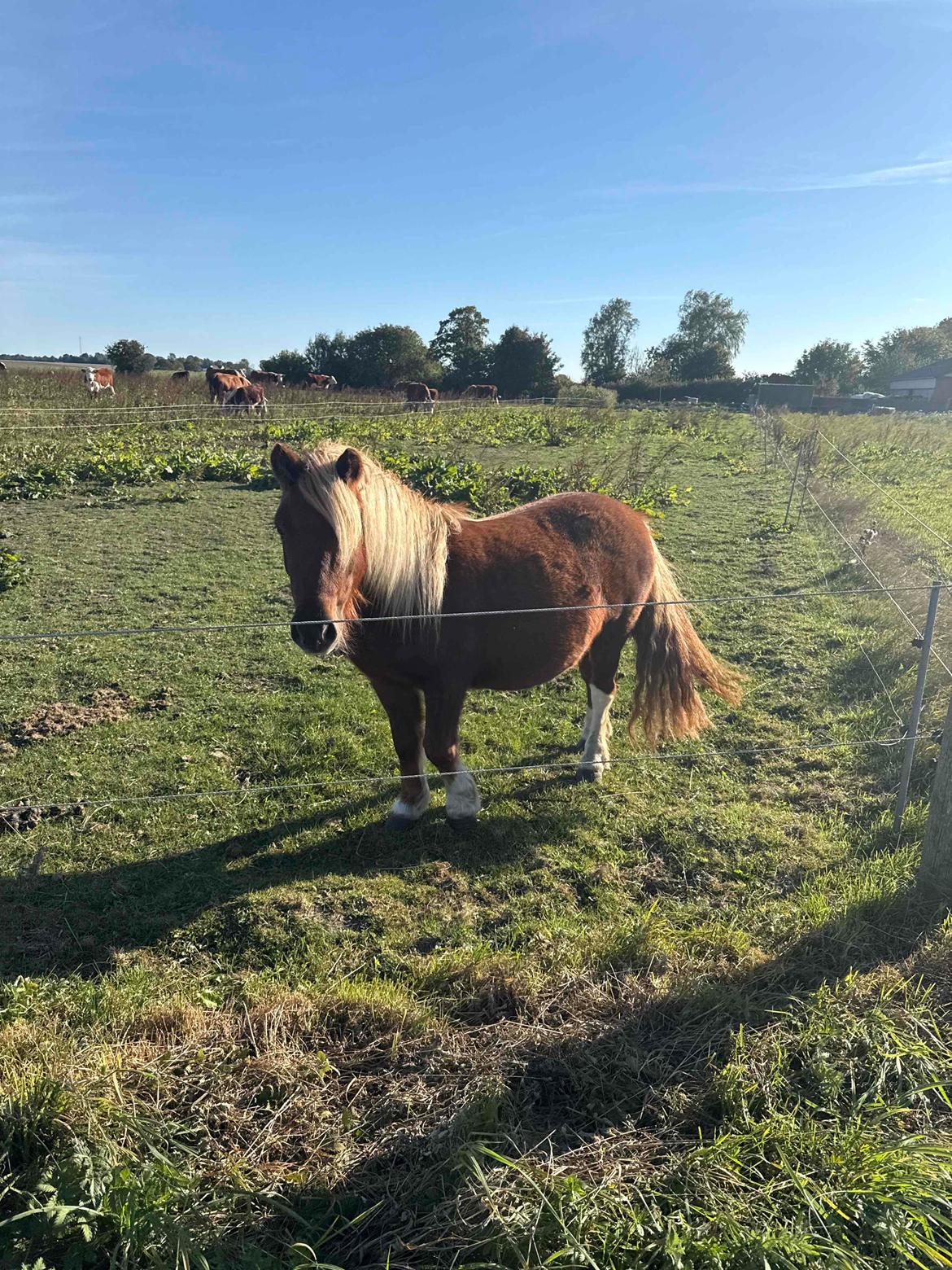 Shetlænder Victoria billede 30