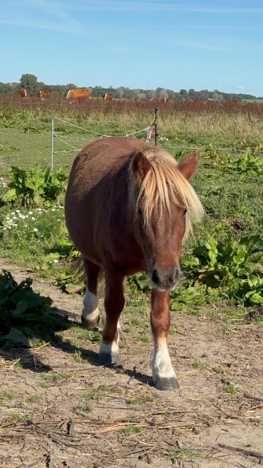 Shetlænder Victoria billede 32