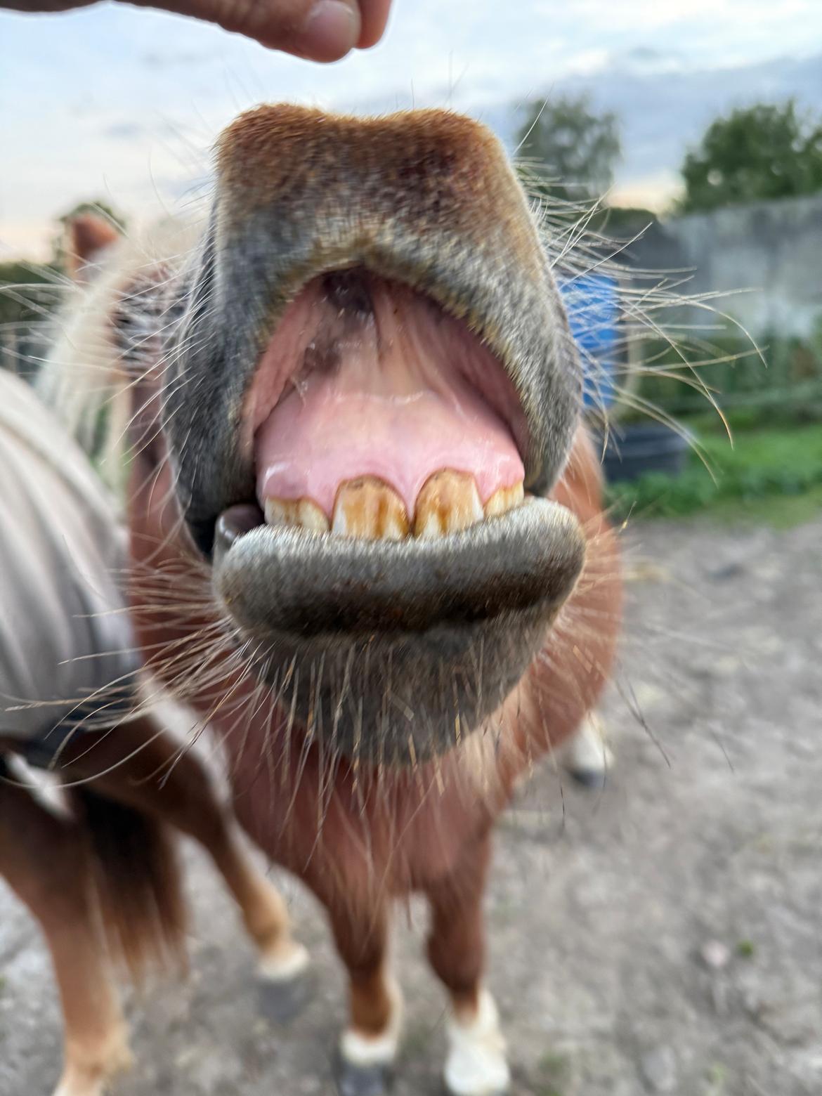 Shetlænder Victoria billede 33