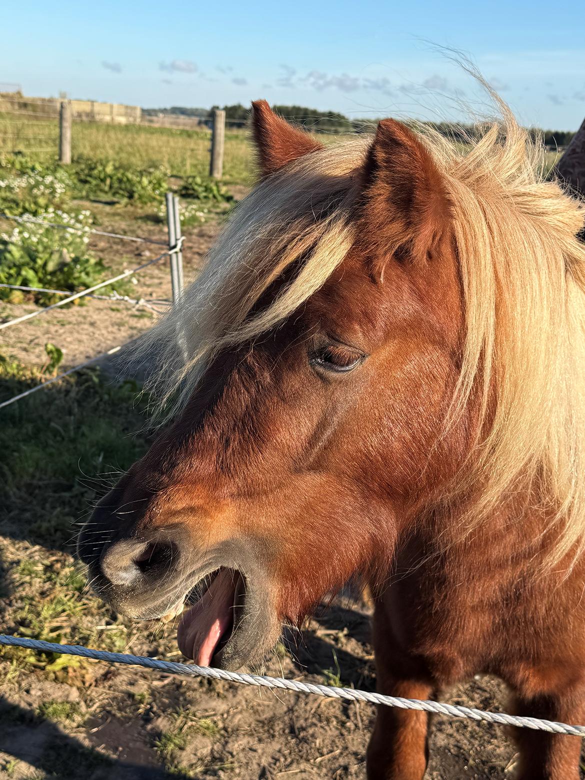 Shetlænder Victoria billede 31