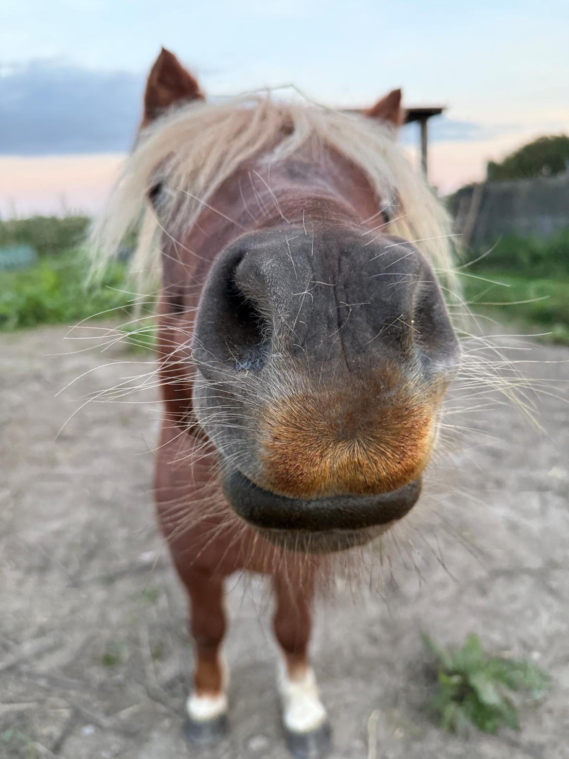Shetlænder Victoria billede 34