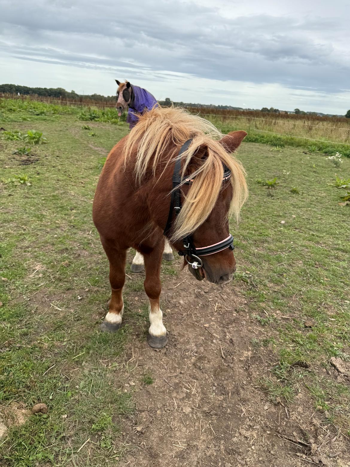 Shetlænder Victoria billede 35