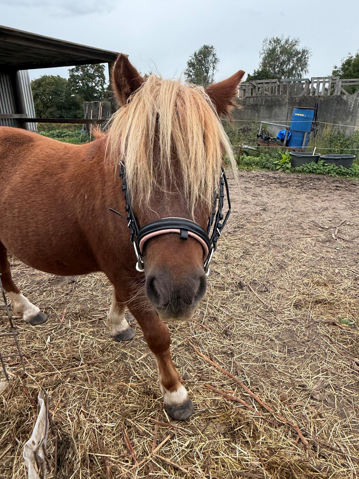 Shetlænder Victoria billede 36