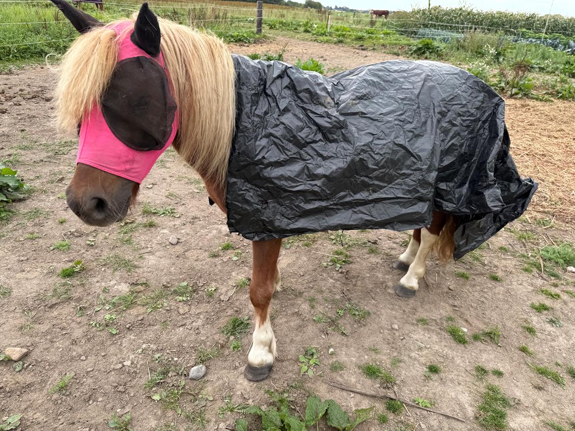 Shetlænder Victoria billede 37