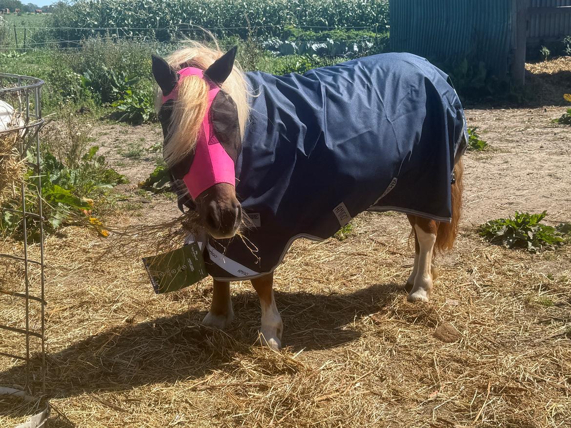 Shetlænder Victoria billede 38