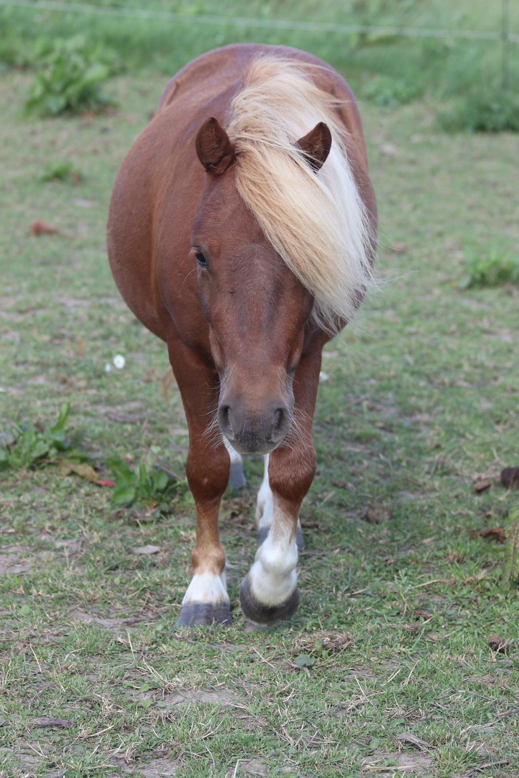 Shetlænder Victoria billede 39