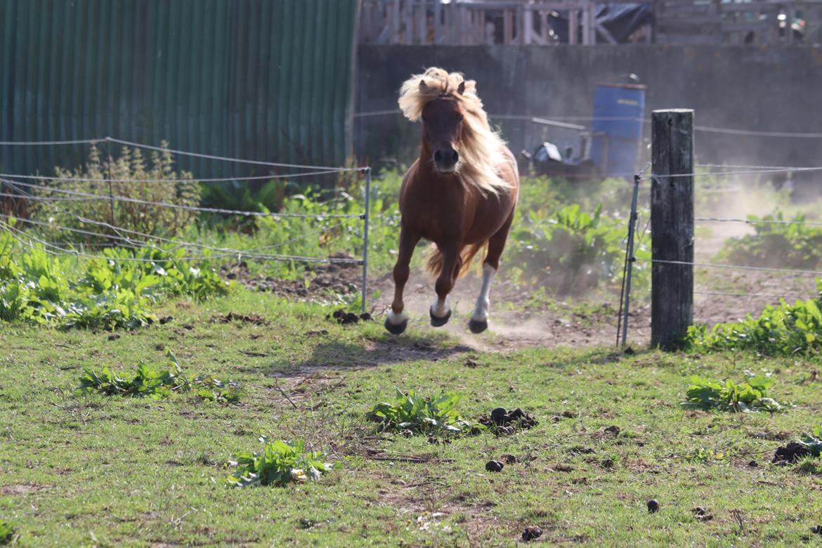 Shetlænder Victoria billede 40