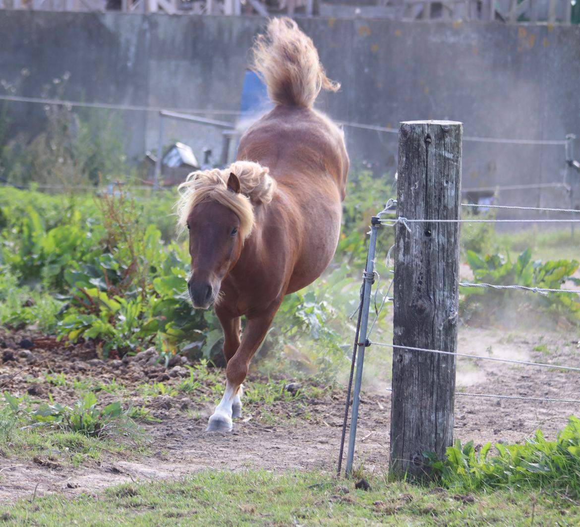 Shetlænder Victoria billede 42