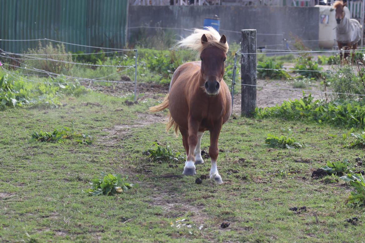 Shetlænder Victoria billede 41