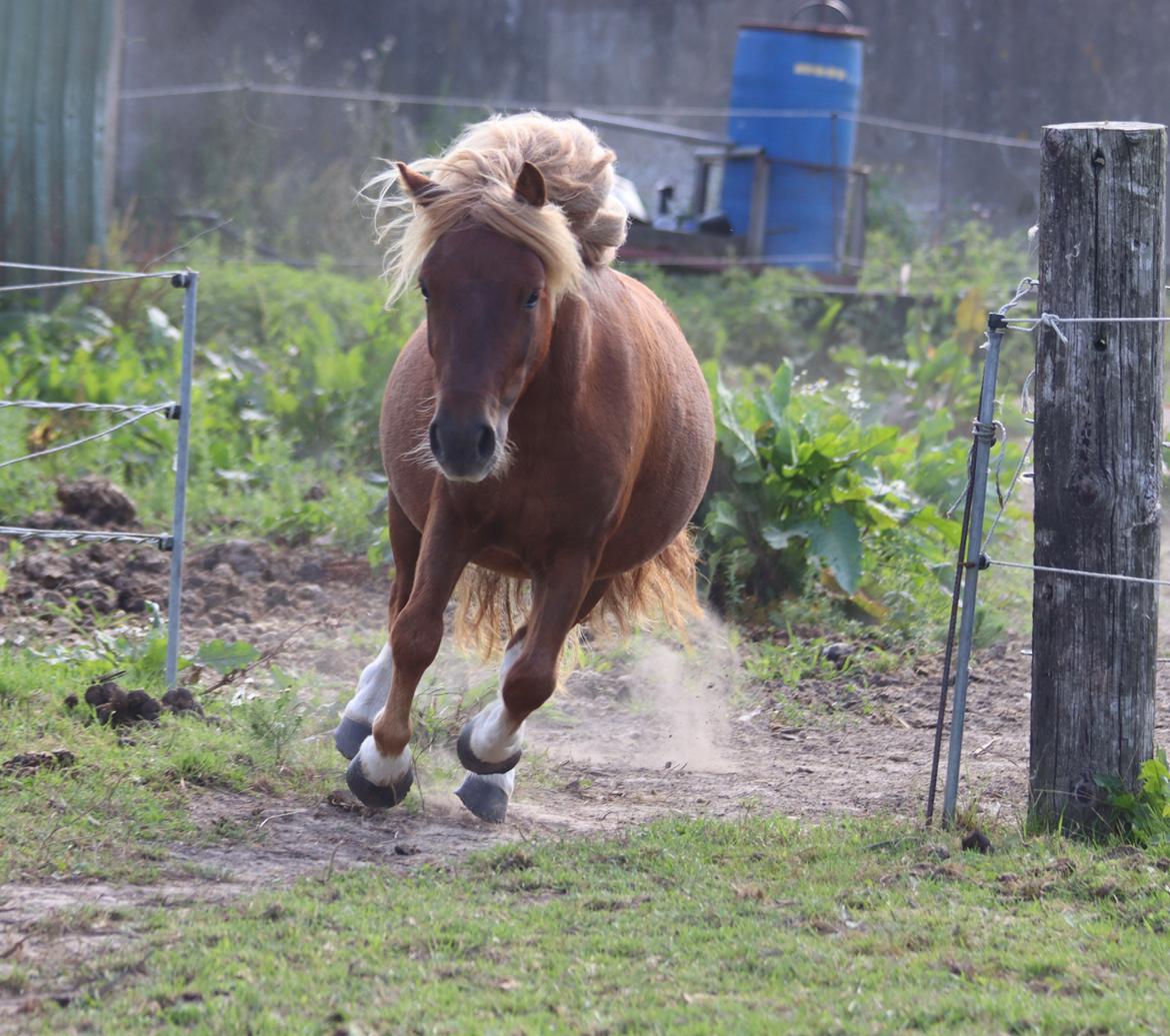 Shetlænder Victoria billede 43