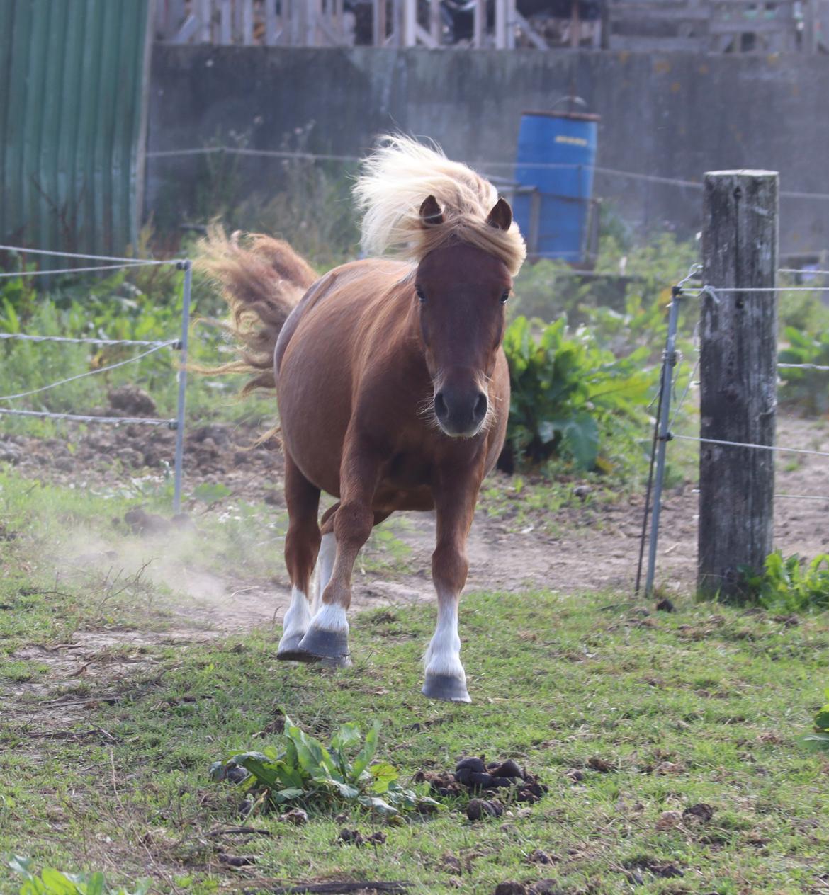 Shetlænder Victoria billede 44