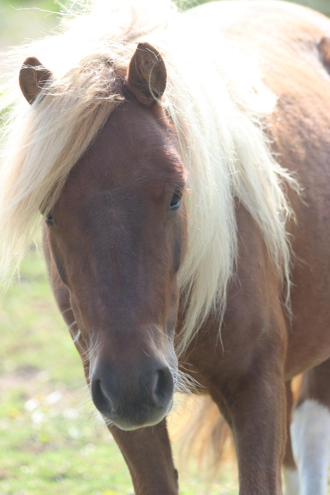 Shetlænder Victoria billede 46