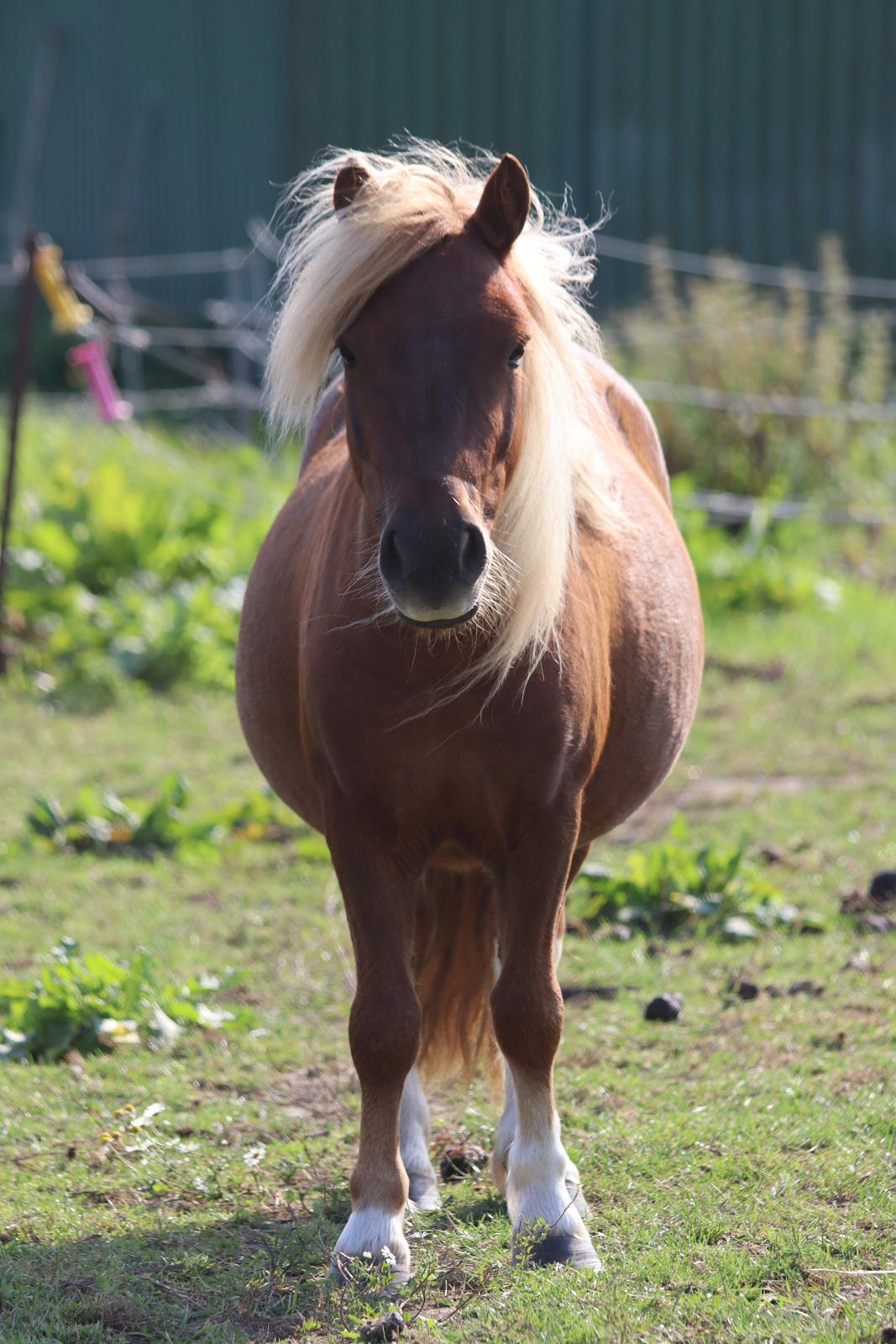 Shetlænder Victoria billede 45