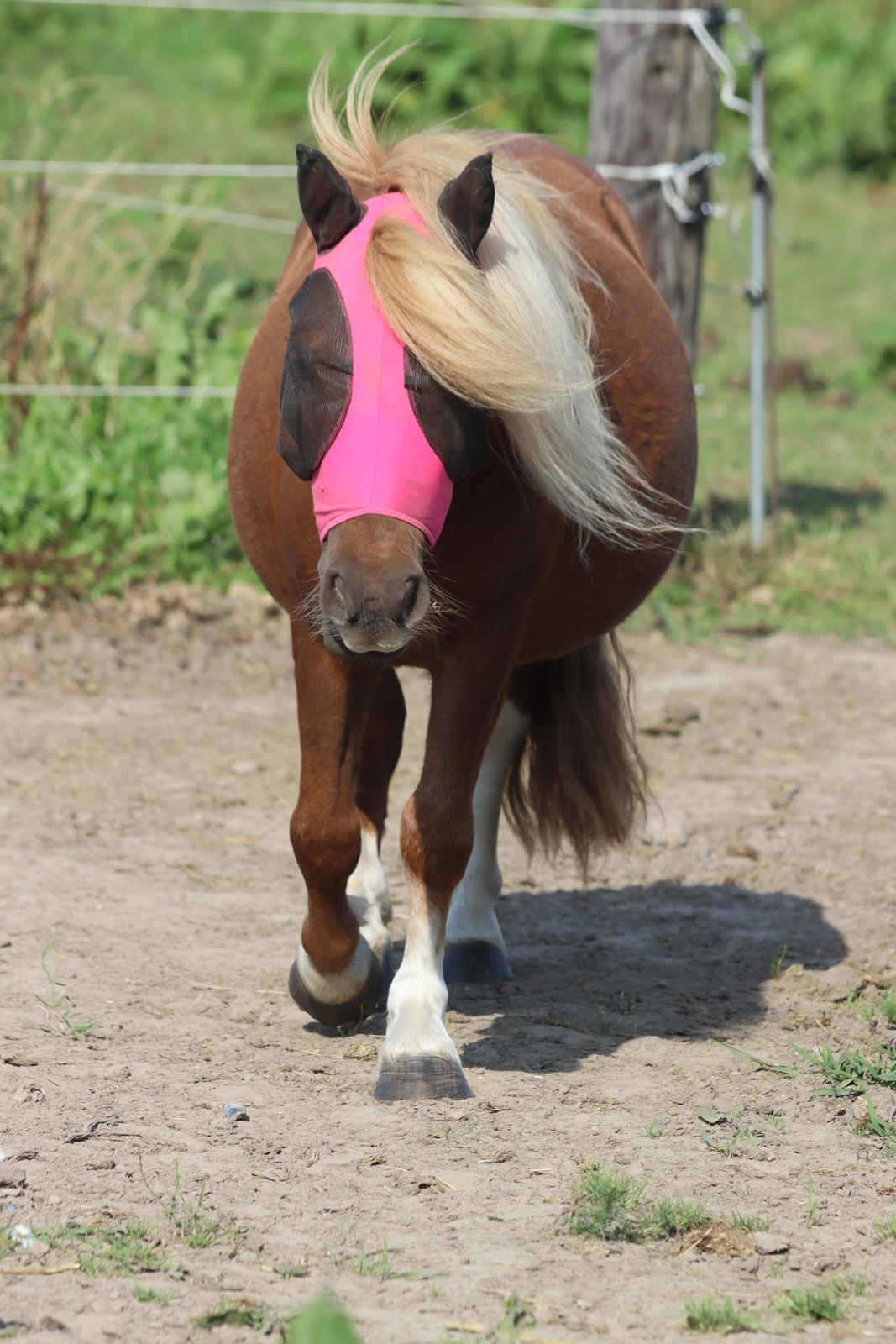 Shetlænder Victoria billede 47