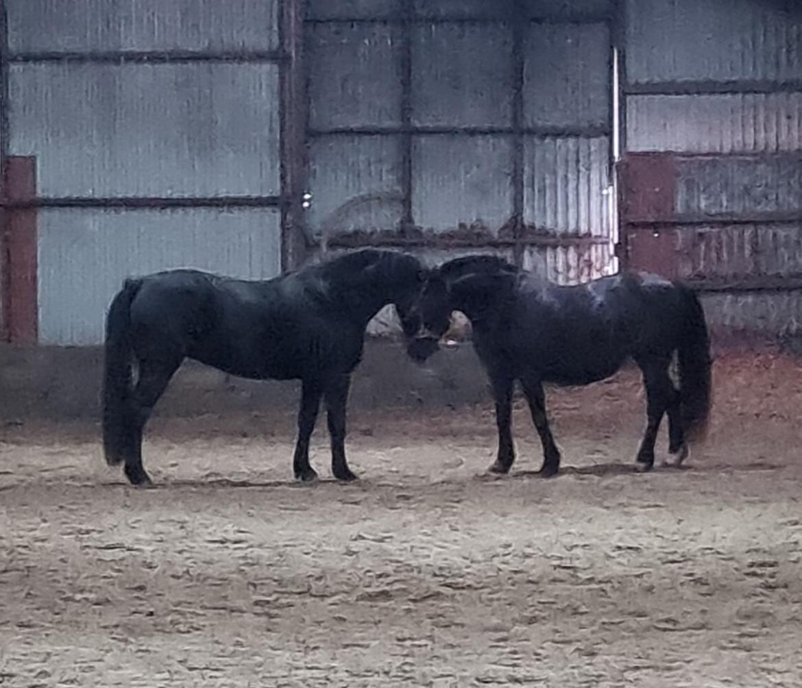 Anden særlig race Toftegårds April billede 4