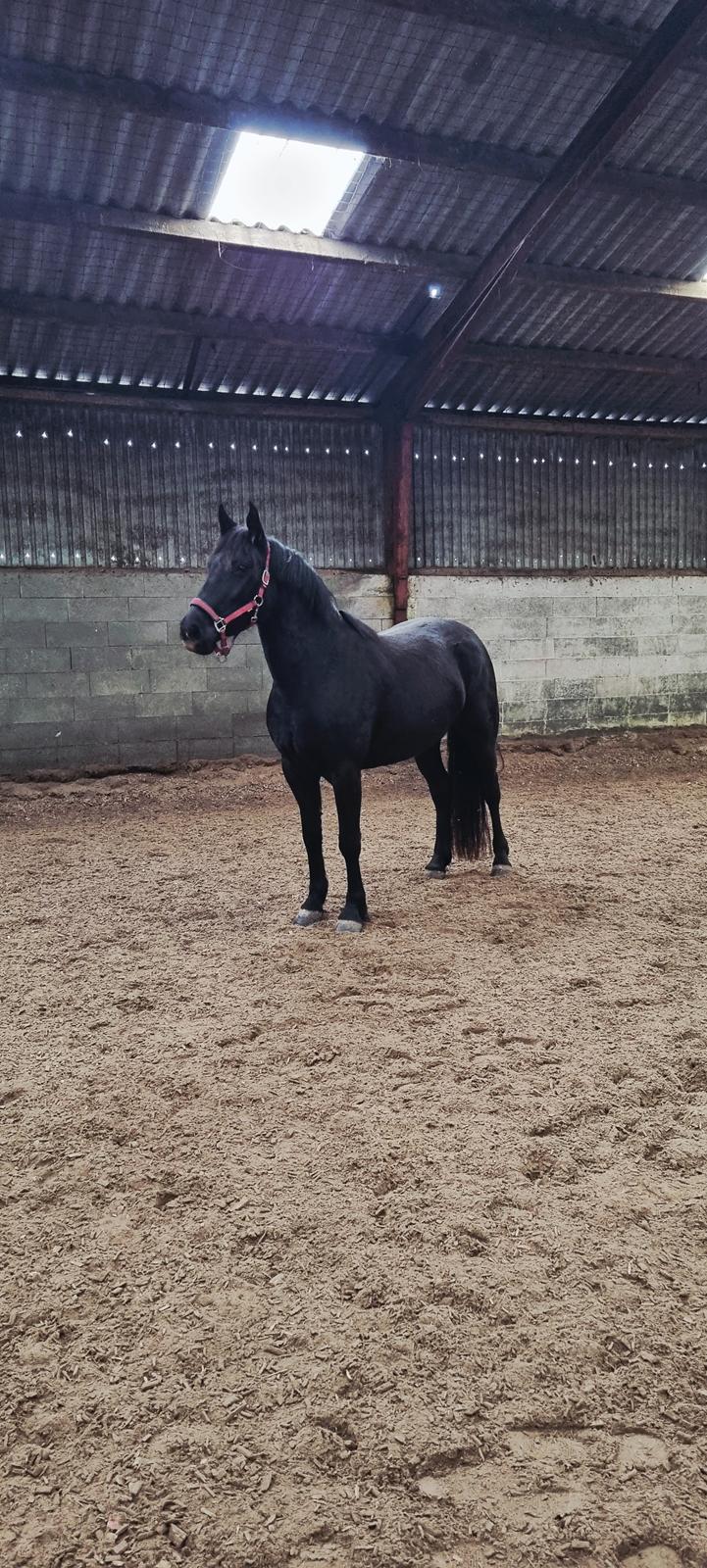 Anden særlig race Toftegårds April billede 3