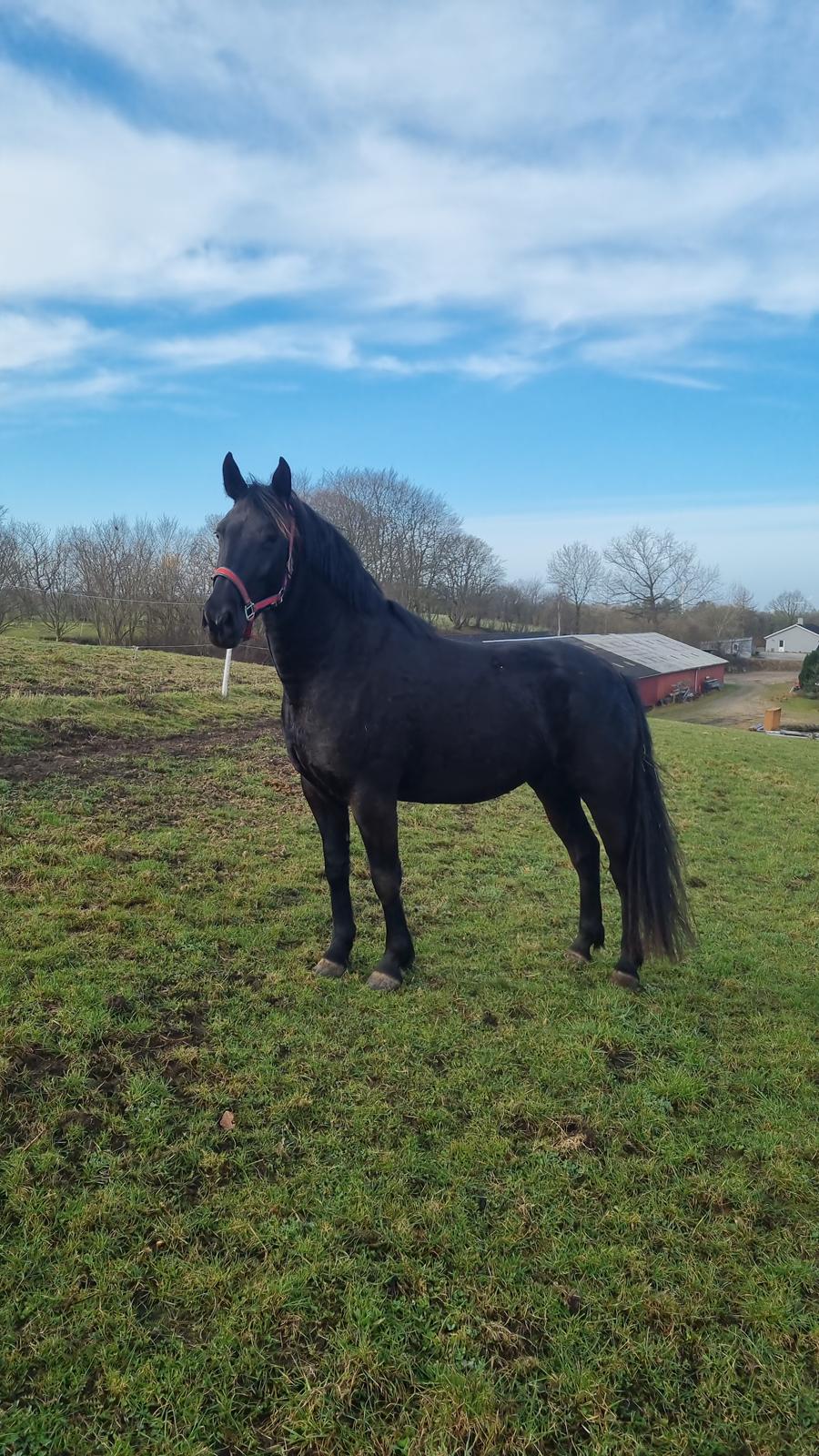 Anden særlig race Toftegårds April billede 1