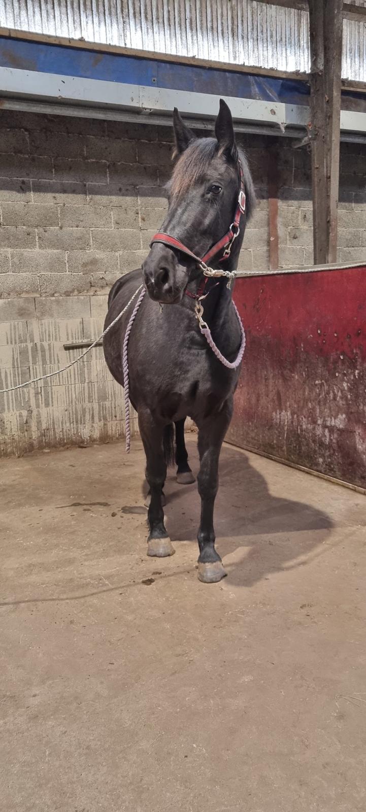 Anden særlig race Toftegårds April billede 7