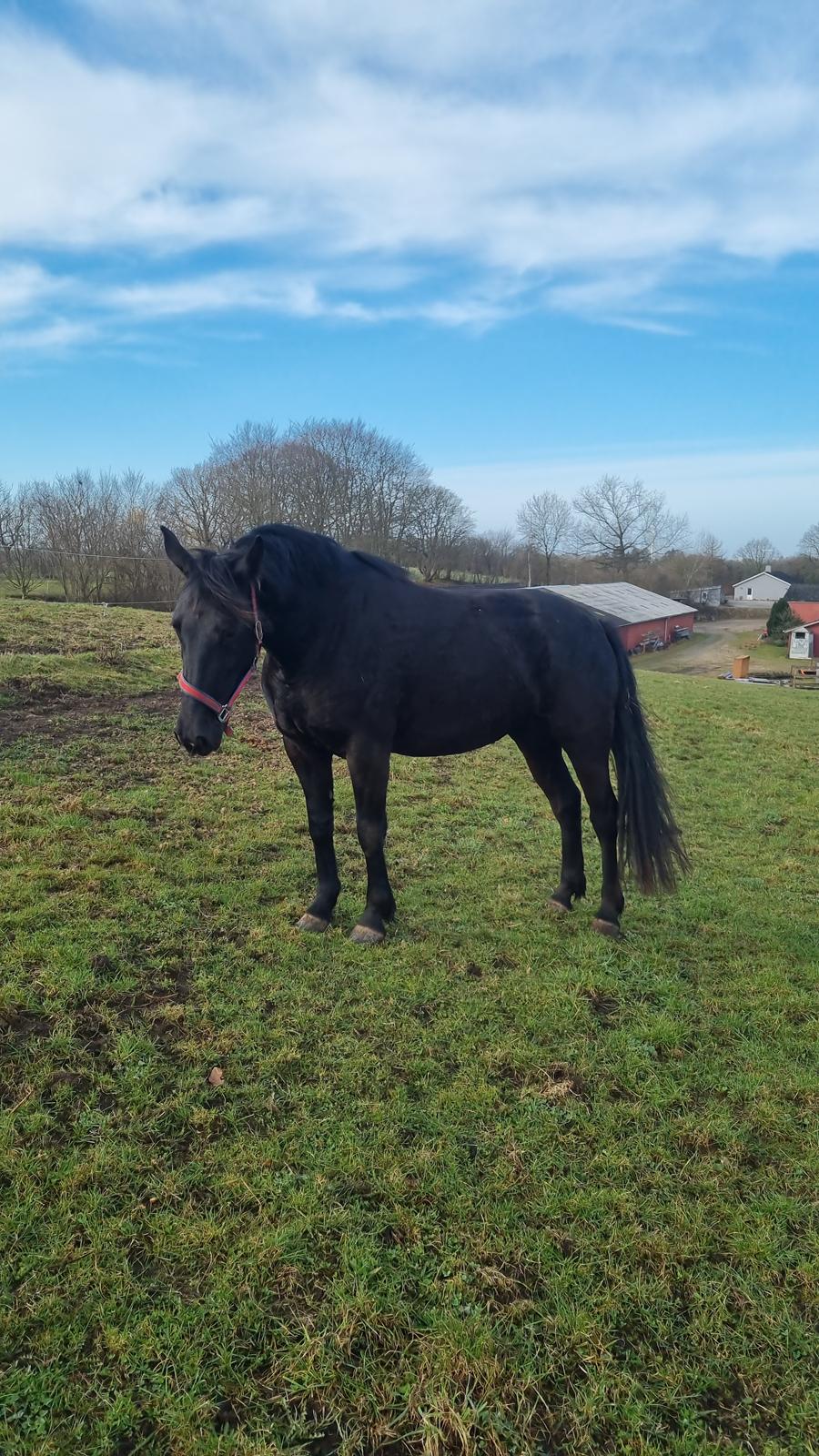 Anden særlig race Toftegårds April billede 2