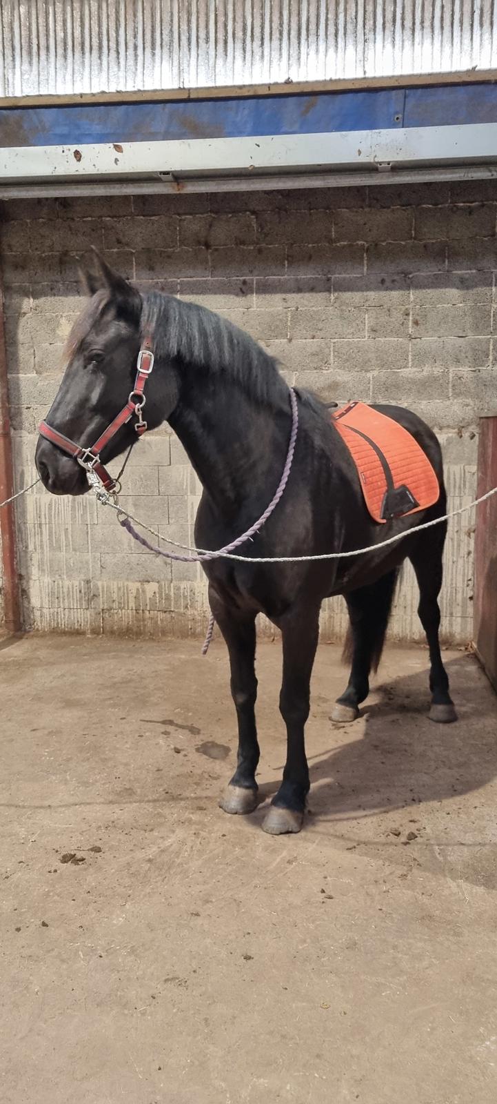 Anden særlig race Toftegårds April billede 8