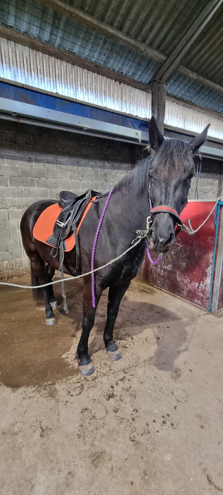 Anden særlig race Toftegårds April billede 9