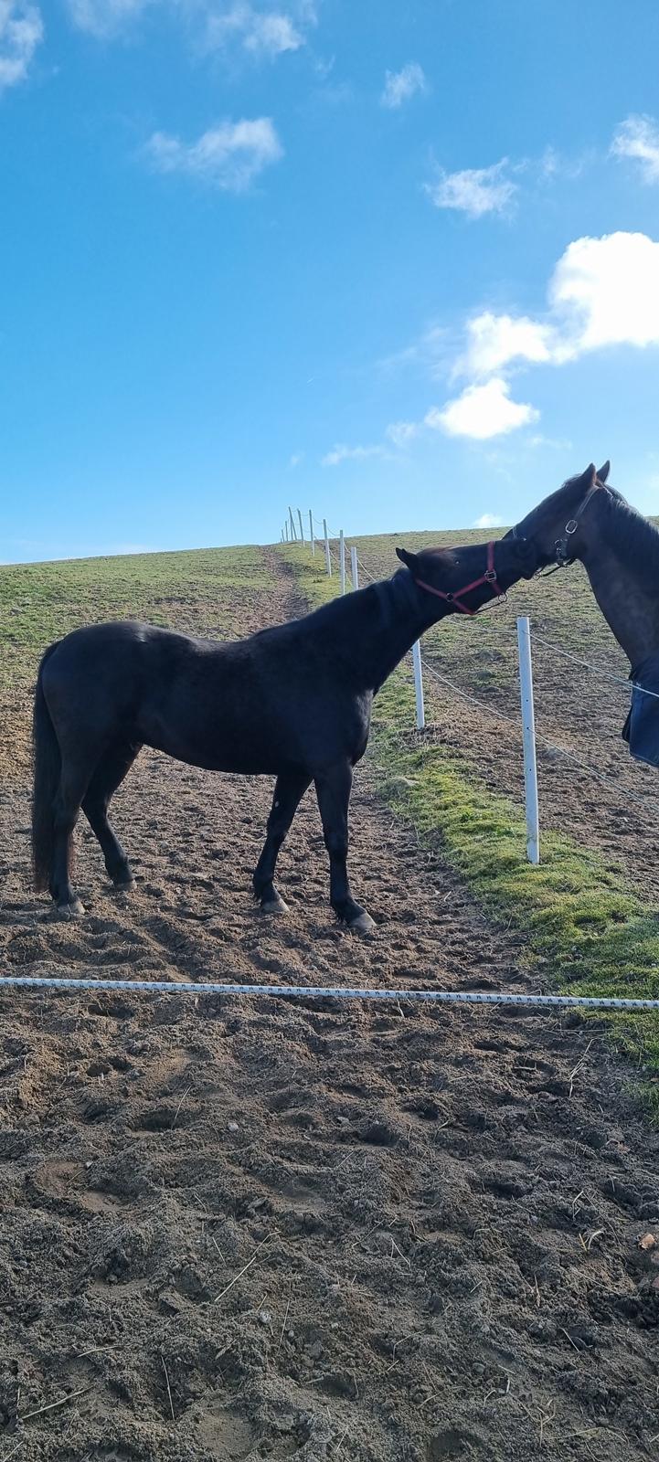 Anden særlig race Toftegårds April billede 6