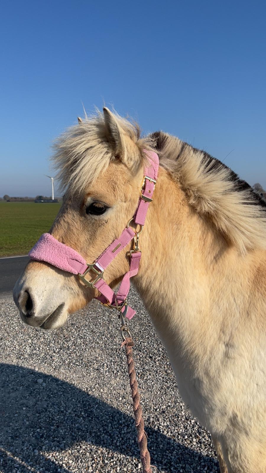 Fjordhest Golden stella billede 1