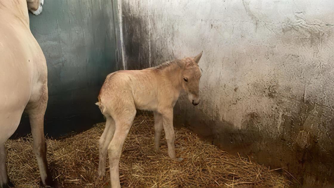 Fjordhest Golden stella billede 2