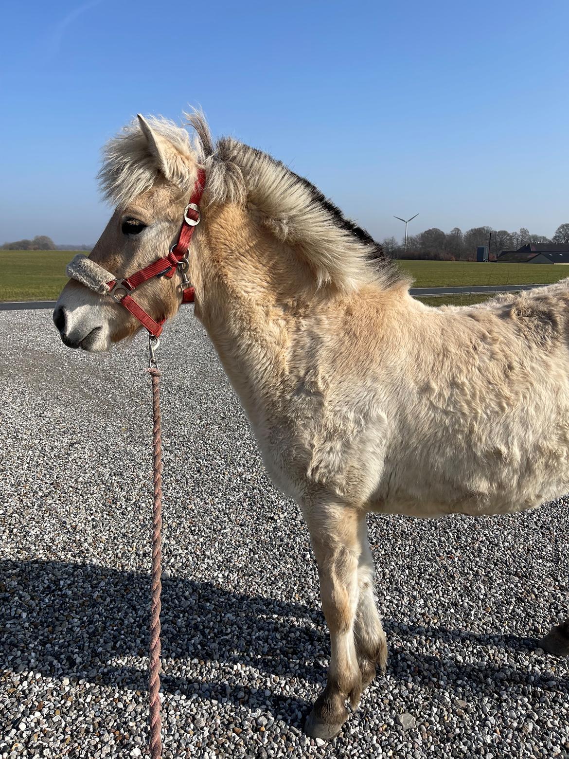 Fjordhest Golden stella billede 4