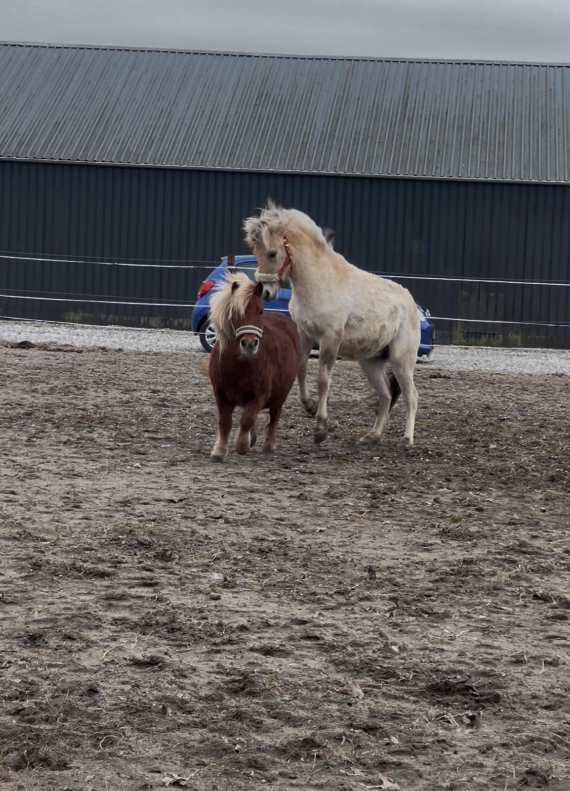 Fjordhest Golden stella billede 3
