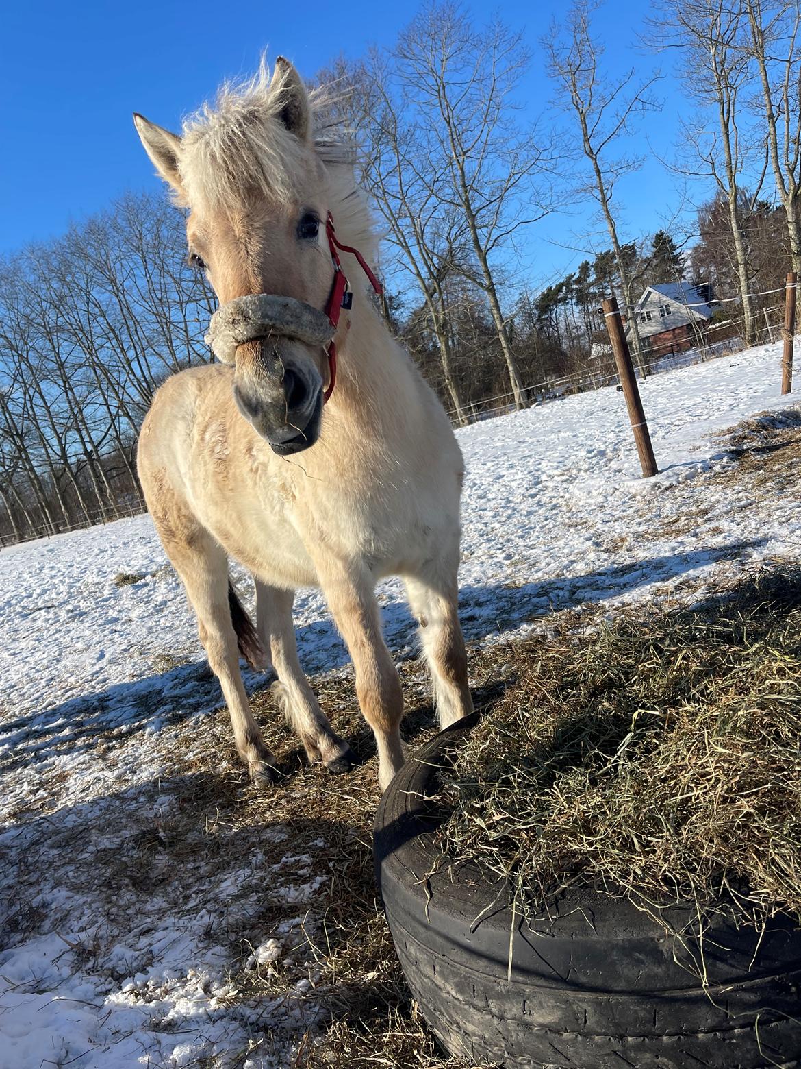 Fjordhest Golden stella billede 6
