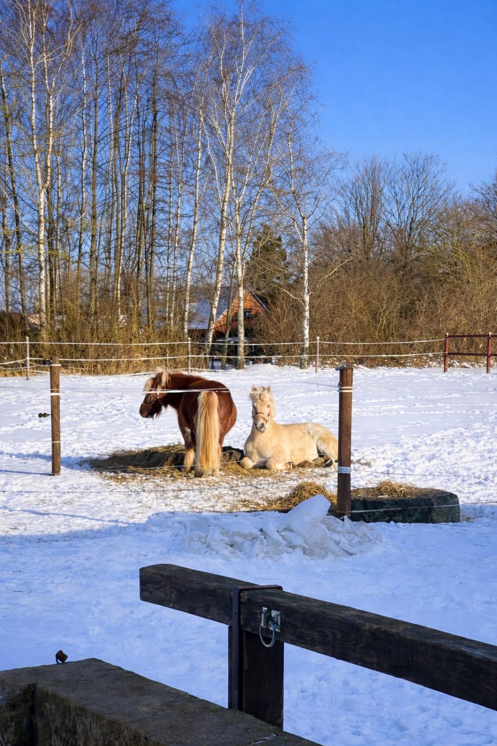 Fjordhest Golden stella billede 7