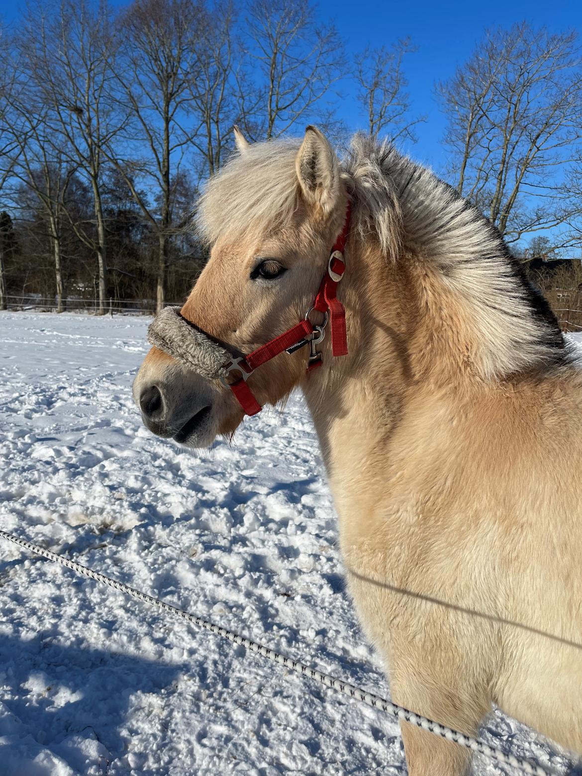 Fjordhest Golden stella billede 8