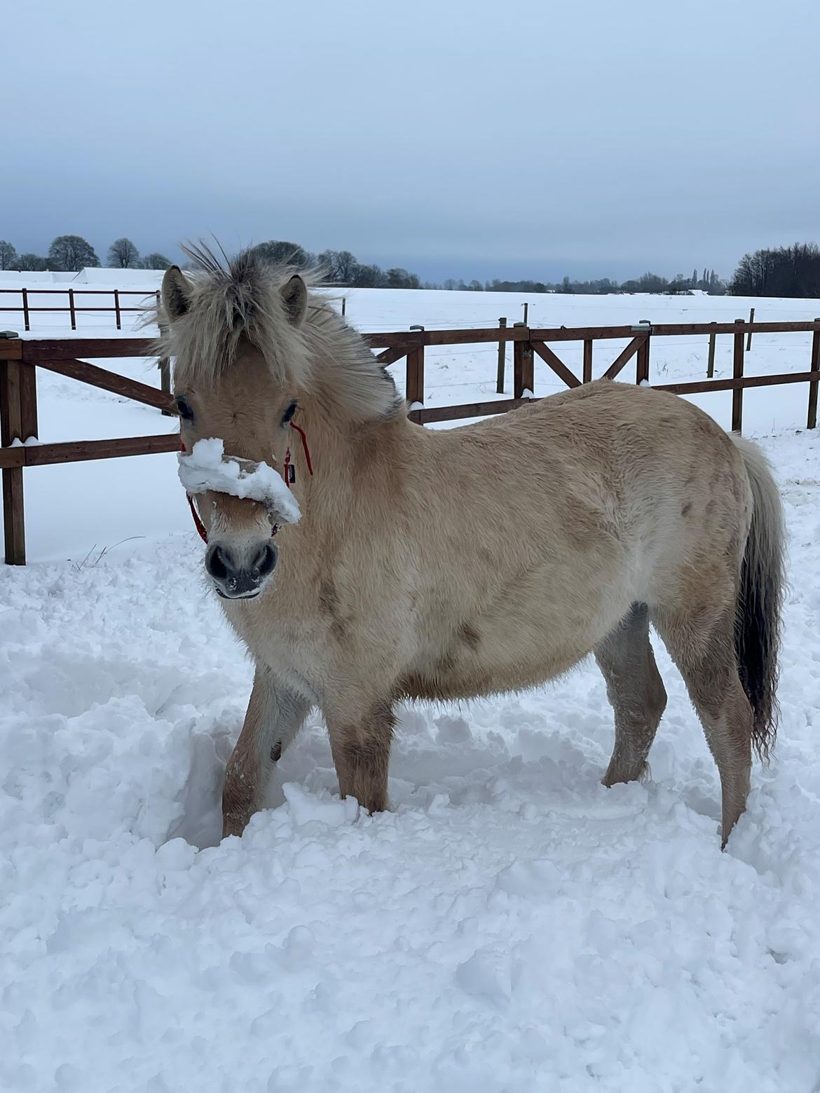 Fjordhest Golden stella billede 9