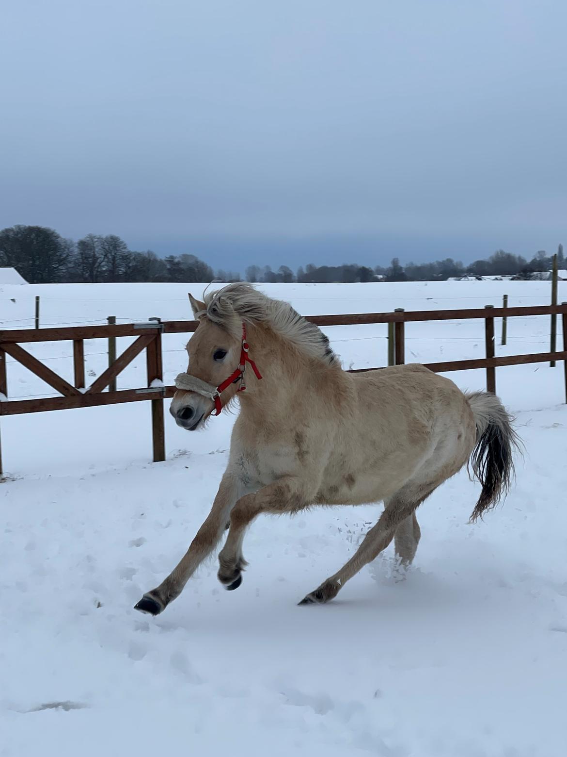 Fjordhest Golden stella billede 10