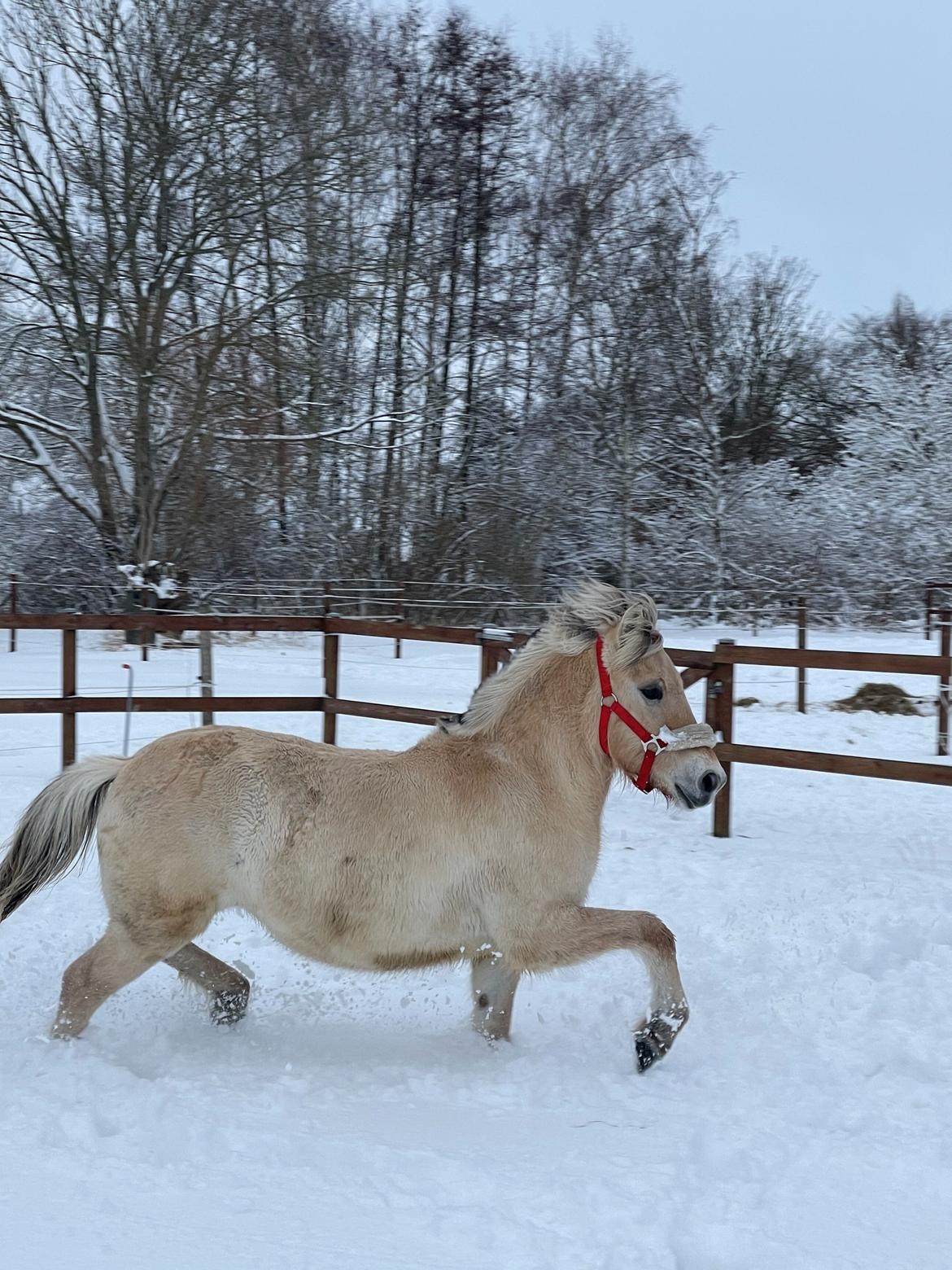 Fjordhest Golden stella billede 11