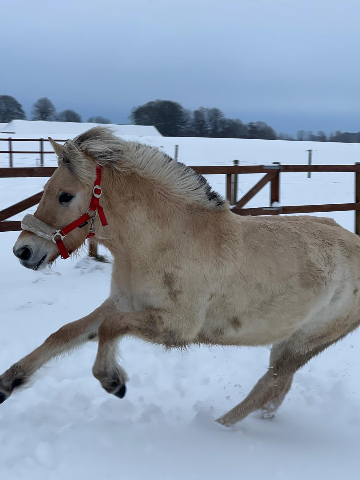 Fjordhest Golden stella billede 12