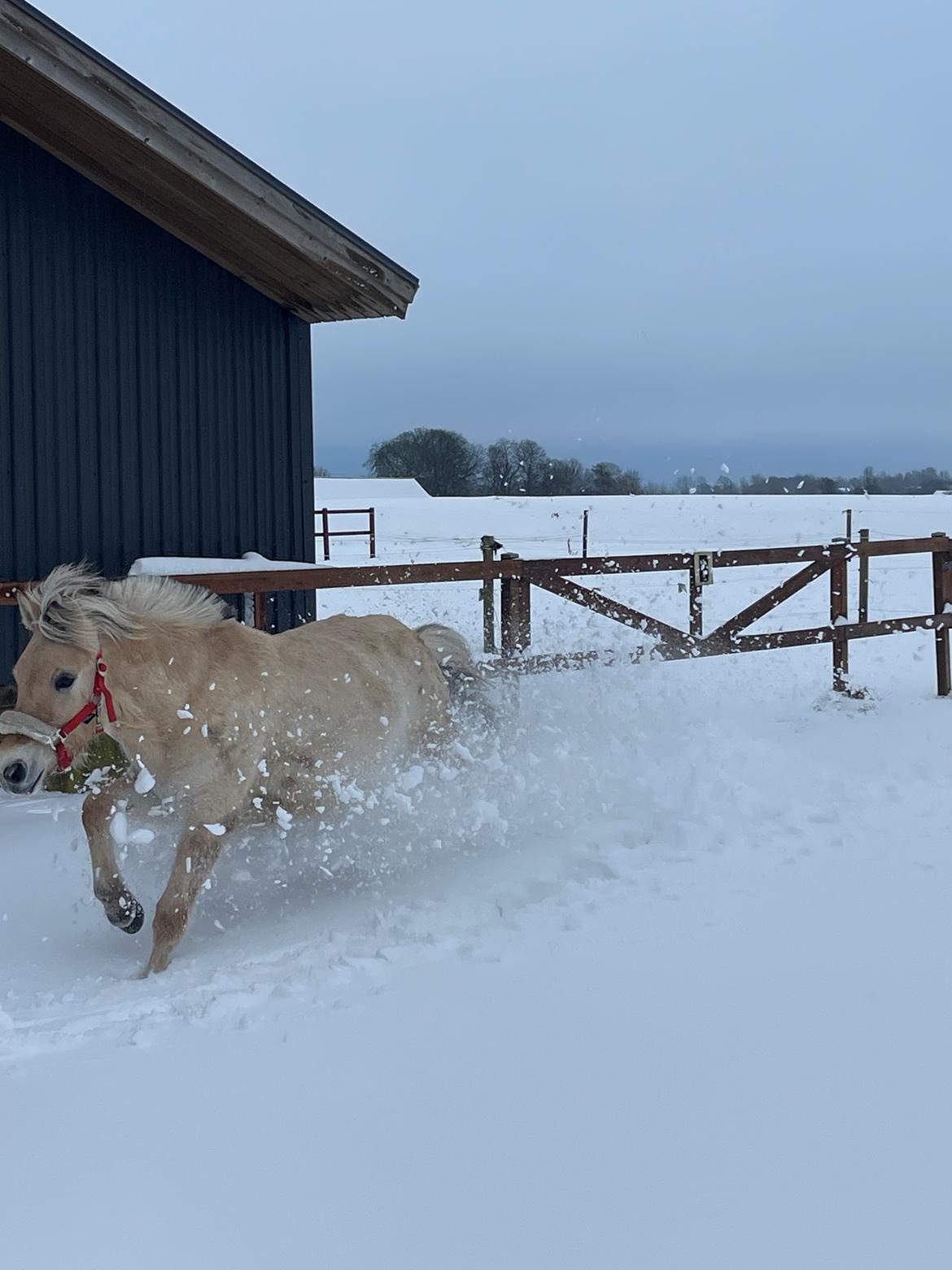 Fjordhest Golden stella billede 13