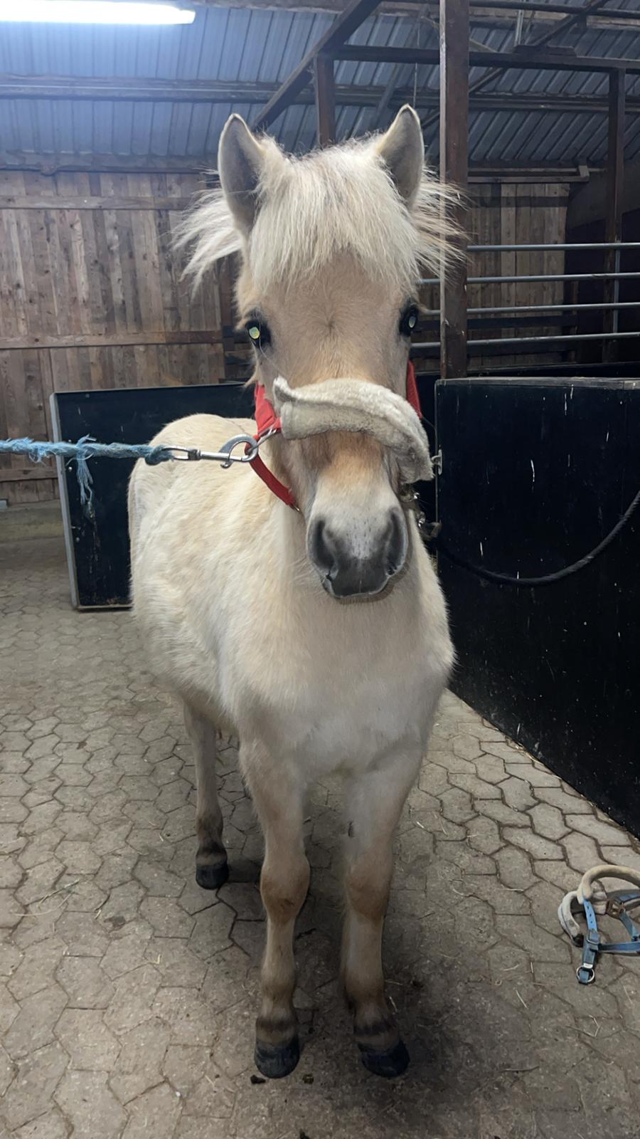 Fjordhest Golden stella billede 21