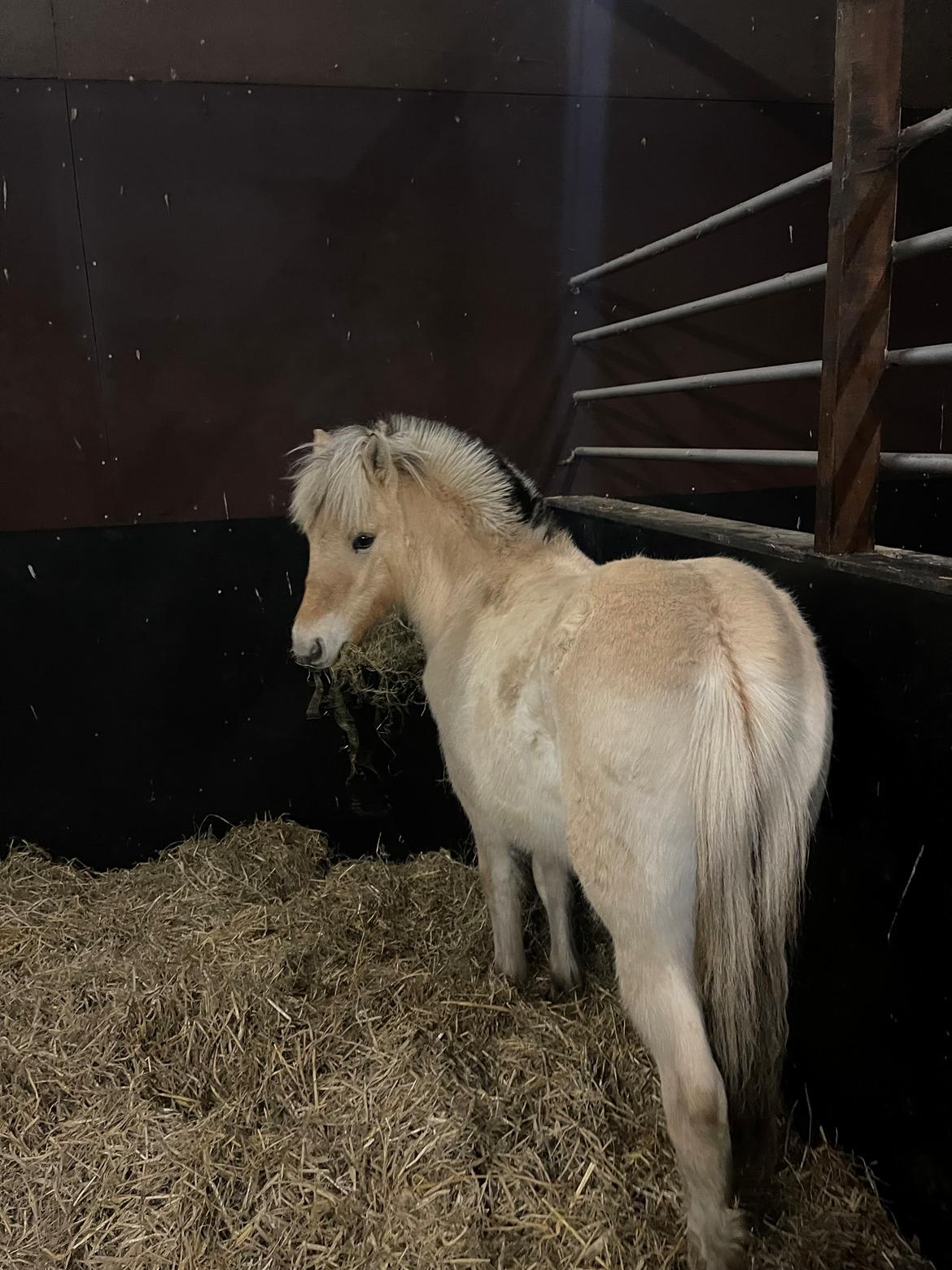 Fjordhest Golden stella billede 14